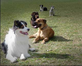 éducation canine nimes