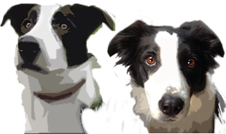 Itch et dawai - border collie